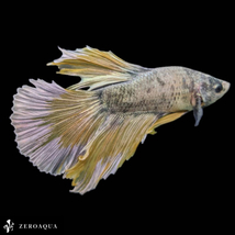 【動画】 オス ベタ (b9231) タイ産 熱帯魚 ハーフムーン ホワイト ゴールド ブルー_画像1