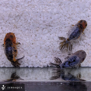 【動画】 ライオンヘッド (k2021) らんちゅう タイ産 タイガー ジャンボ個体 12cm オス 4ヵ月 #金魚