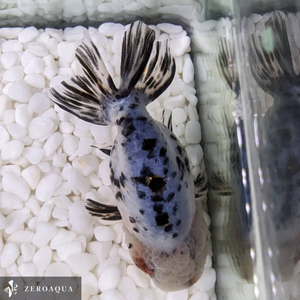 【動画】 ライオンヘッド (k2024) らんちゅう タイ産 タイガー ジャンボ個体 12cm オス 5ヵ月 #金魚