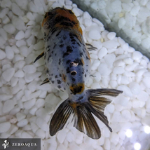 【動画】 ライオンヘッド (k2025) らんちゅう タイ産 ジャンボ個体 12cm オス 5ヵ月 #金魚_画像4