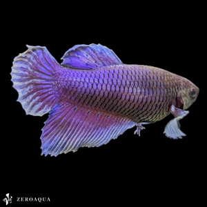 [ анимация ] женский бойцовая рыбка (b9244) Thai производство тропическая рыба Dumbo белый медь лиловый 