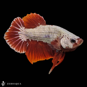 [ animation ] male betta (b9250) Thai production tropical fish pra cut white red 