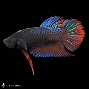 [ animation ] male betta (b9252) Thai production tropical fish isa-n black Red Bull -