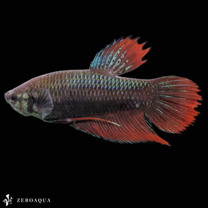 [ animation ] male betta (b9254) Thai production tropical fish isa-n black copper red green 