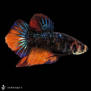 [ animation ] male betta (b9257) Thai production tropical fish pra cut black orange red green 