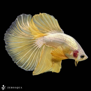 【動画】 オス ベタ (b9261) タイ産 熱帯魚 ハーフムーン ホワイト ゴールド