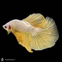 【動画】 オス ベタ (b9261) タイ産 熱帯魚 ハーフムーン ホワイト ゴールド_画像4