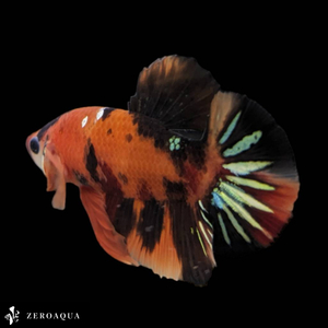 【動画】 オス ベタ (b9314) タイ産 熱帯魚 プラカット ブラック オレンジ レッド ターコイズ