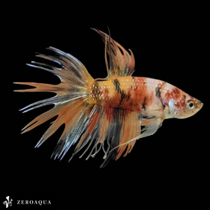 [ animation ] male betta (b9324) Thai production tropical fish Crown tail black white orange red 