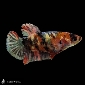 [ animation ] female betta (b9329) Thai production tropical fish pra cut black white orange red green 