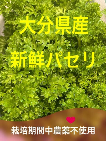 大分県産　パセリ　農薬栽培期間中不使用　ネコポス箱いっぱい　5/3収穫分