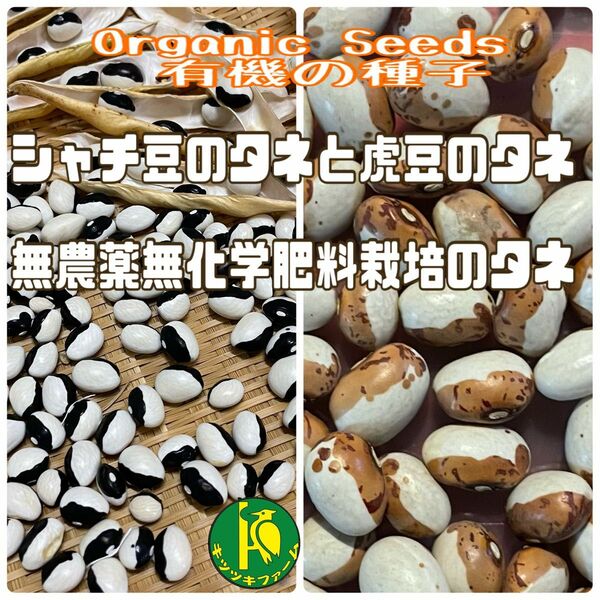 パンダ菜豆の種20粒と虎菜豆の種10粒セット販売　無農薬無化学肥料栽培の固定種のタネ