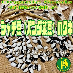 シャチ豆（パンダ豆）のタネ　25粒　無農薬無化学肥料栽培のタネ