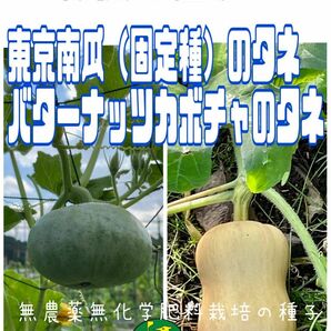 東京南瓜とバターナッツカボチャの種子各5粒セット販売　無農薬無化学肥料栽培のタネ