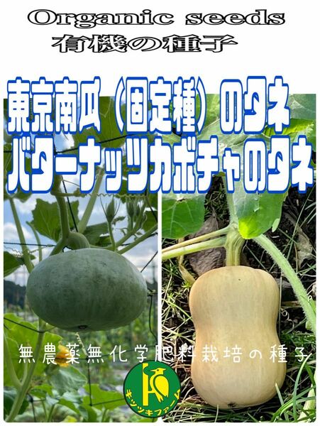 東京南瓜とバターナッツカボチャの種子各5粒セット販売　無農薬無化学肥料栽培のタネ