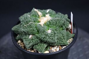 14・ゴジラ・サボテン・多肉植物