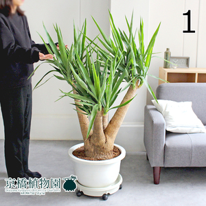 [ reality goods ] yucca *ere fan tipes13 number (1)Yucca elephantipes