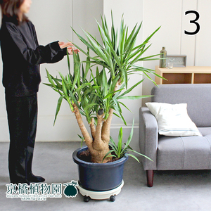 [ reality goods ] yucca *ere fan tipes13 number (3)Yucca elephantipes