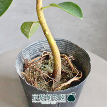 【現品】フランスゴム 曲がり 3.5号ポット（3）Ficus rubiginosa_画像2