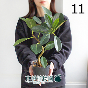 【現品】フランスゴム 曲がり 3.5号ポット（11）Ficus rubiginosa