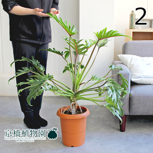 【現品】クッカバラ 幹立ち 8号 茶鉢（2）Philodendron kookaburra