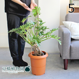 【現品】クッカバラ 幹立ち 8号 茶鉢（5）Philodendron kookaburra
