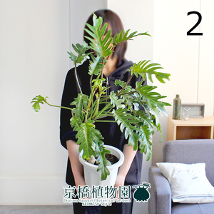 【現品】クッカバラ 幹立ち（大） 6号 白鉢（2）Philodendron kookaburra