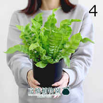 【現品】エメラルドウェーブ/クリスピーウェーブ 4号 黒鉢（4）Asplenium nidus L.emerald_画像1