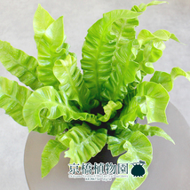 【現品】エメラルドウェーブ/クリスピーウェーブ 4号 黒鉢（4）Asplenium nidus L.emerald_画像2