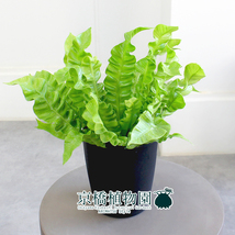 【現品】エメラルドウェーブ/クリスピーウェーブ 4号 黒鉢（4）Asplenium nidus L.emerald_画像3