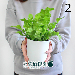 【現品】エメラルドウェーブ/クリスピーウェーブ 4号 白鉢（2）Asplenium nidus L.emerald