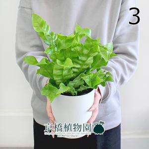 【現品】エメラルドウェーブ/クリスピーウェーブ 4号 白鉢（3）Asplenium nidus L.emerald