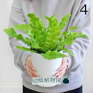 【現品】エメラルドウェーブ/クリスピーウェーブ 4号 白鉢（4）Asplenium nidus L.emerald