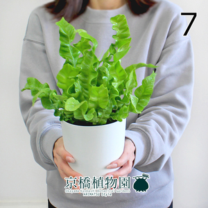 【現品】エメラルドウェーブ/クリスピーウェーブ 4号 白鉢（7）Asplenium nidus L.emerald