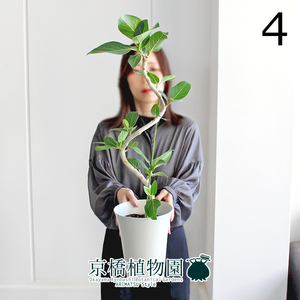 【現品】フィカス・ベンガレンシス 6号 曲がり 白プラスチック鉢（4）Ficus benghalensis