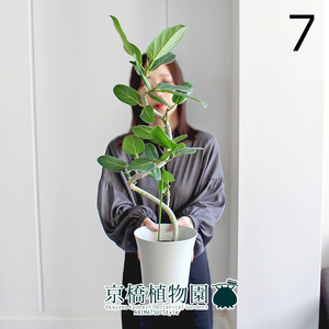 【現品】フィカス・ベンガレンシス 6号 曲がり 白プラスチック鉢（7）Ficus benghalensis