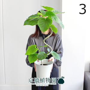 【現品】フィカス・ウンベラータ 6号 曲がり 白プラスチック鉢（3）Ficus umbellata