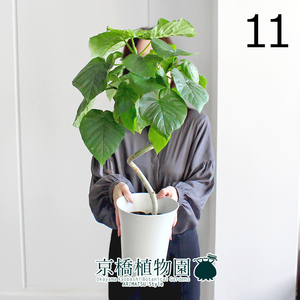 【現品】フィカス・ウンベラータ 6号 曲がり 白プラスチック鉢（11）Ficus umbellata