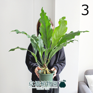 【現品】アンスリウム・フーケリー 5号 緑鉢（3）Anthurium hookeriの画像1