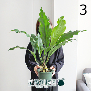 【現品】アンスリウム・フーケリー 5号 緑鉢（3）Anthurium hookeri