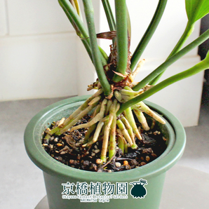 【現品】アンスリウム・フーケリー 5号 緑鉢（3）Anthurium hookeriの画像2