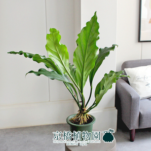 【現品】アンスリウム・フーケリー 5号 緑鉢（3）Anthurium hookeriの画像3