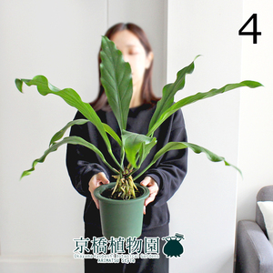 【現品】アンスリウム・フーケリー 5号 緑鉢（4）Anthurium hookeri