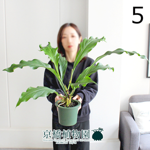 【現品】アンスリウム・フーケリー 5号 緑鉢（5）Anthurium hookeri