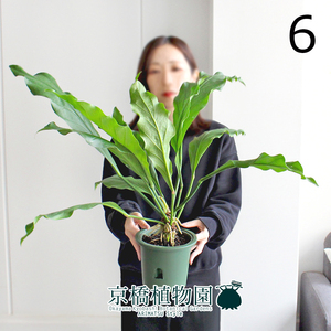 【現品】アンスリウム・フーケリー 5号 緑鉢（6）Anthurium hookeri