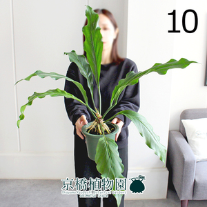 【現品】アンスリウム・フーケリー 5号 緑鉢（10）Anthurium hookeri