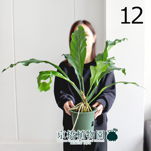 【現品】アンスリウム・フーケリー 5号 緑鉢（12）Anthurium hookeri