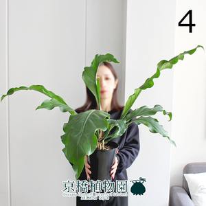 【現品】アンスリウム・フーケリー 6号 黒鉢（4）Anthurium hookeri