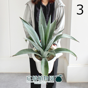 【現品】アガベ・アオノリュウゼツラン 8号 白鉢（3）Agave americana var. marginata