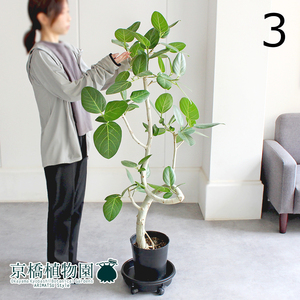 【現品】フィカス・ベンガレンシス 曲がり 7号 黒鉢（3）Ficus benghalensis